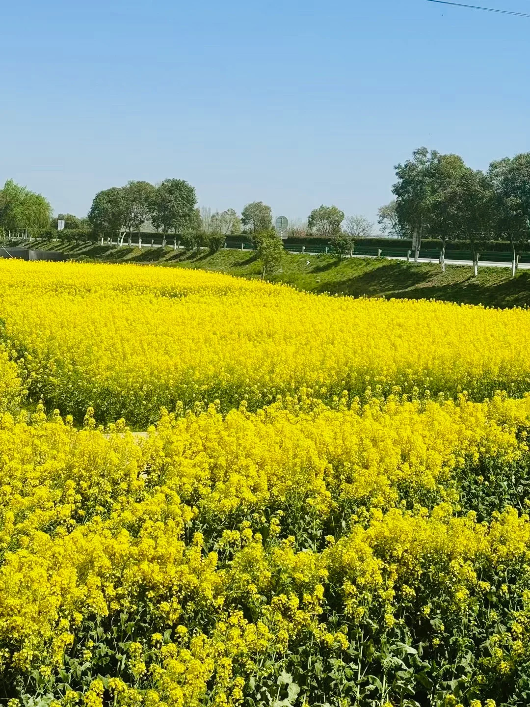 西安🚄一小时，洋县油菜花小众路线及美食