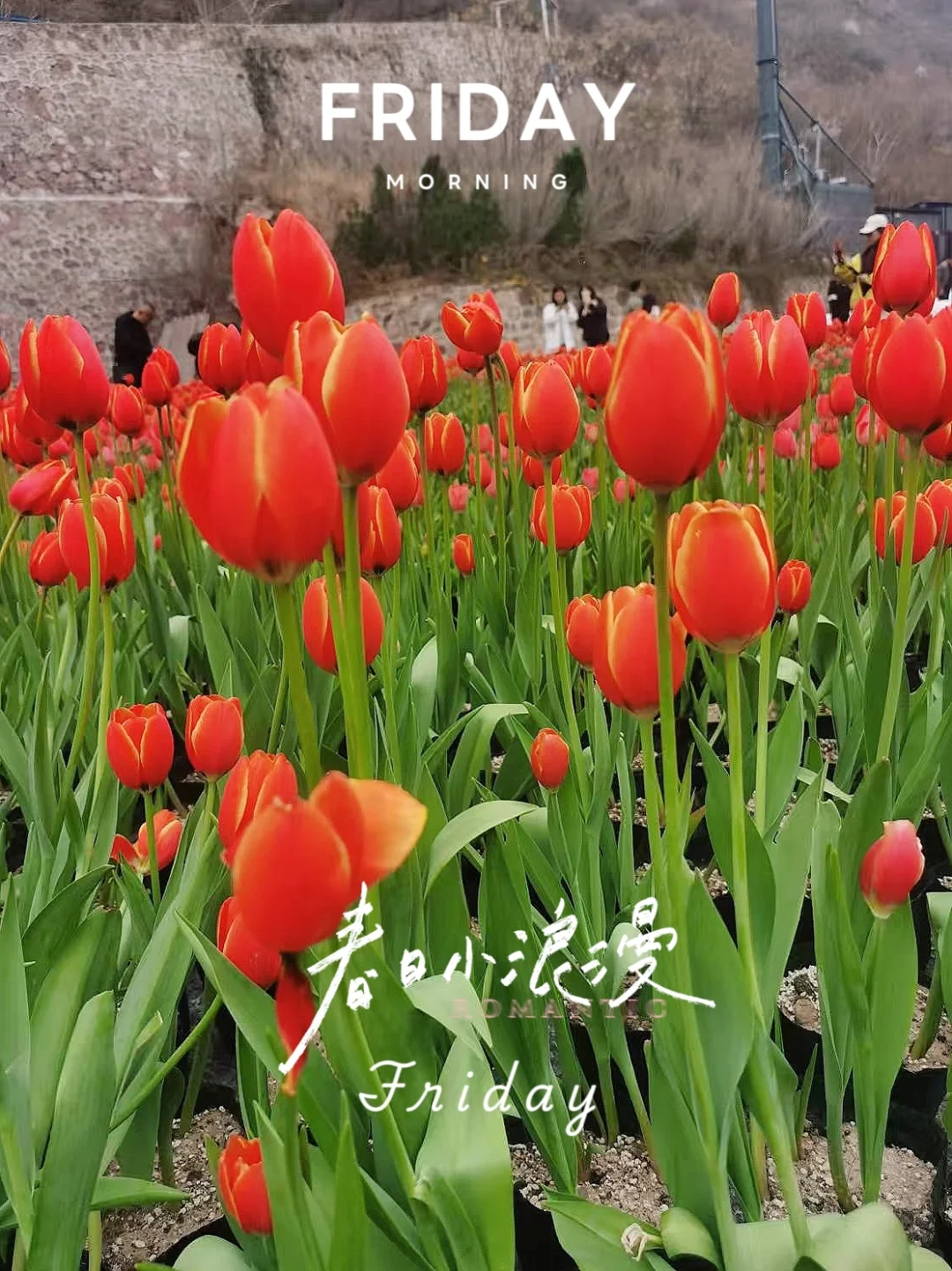 🌸我替你们探过了 宝泉郁金香花海 超棒！