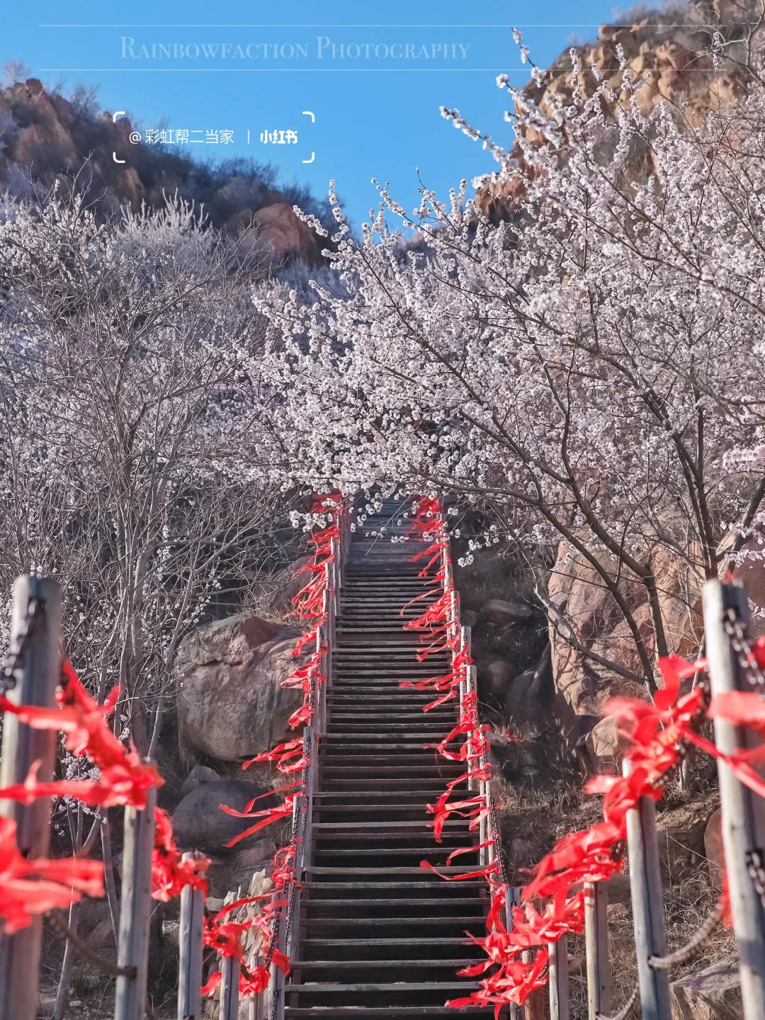 春分上春山🌸后花园白虎涧花海天梯开爆了！