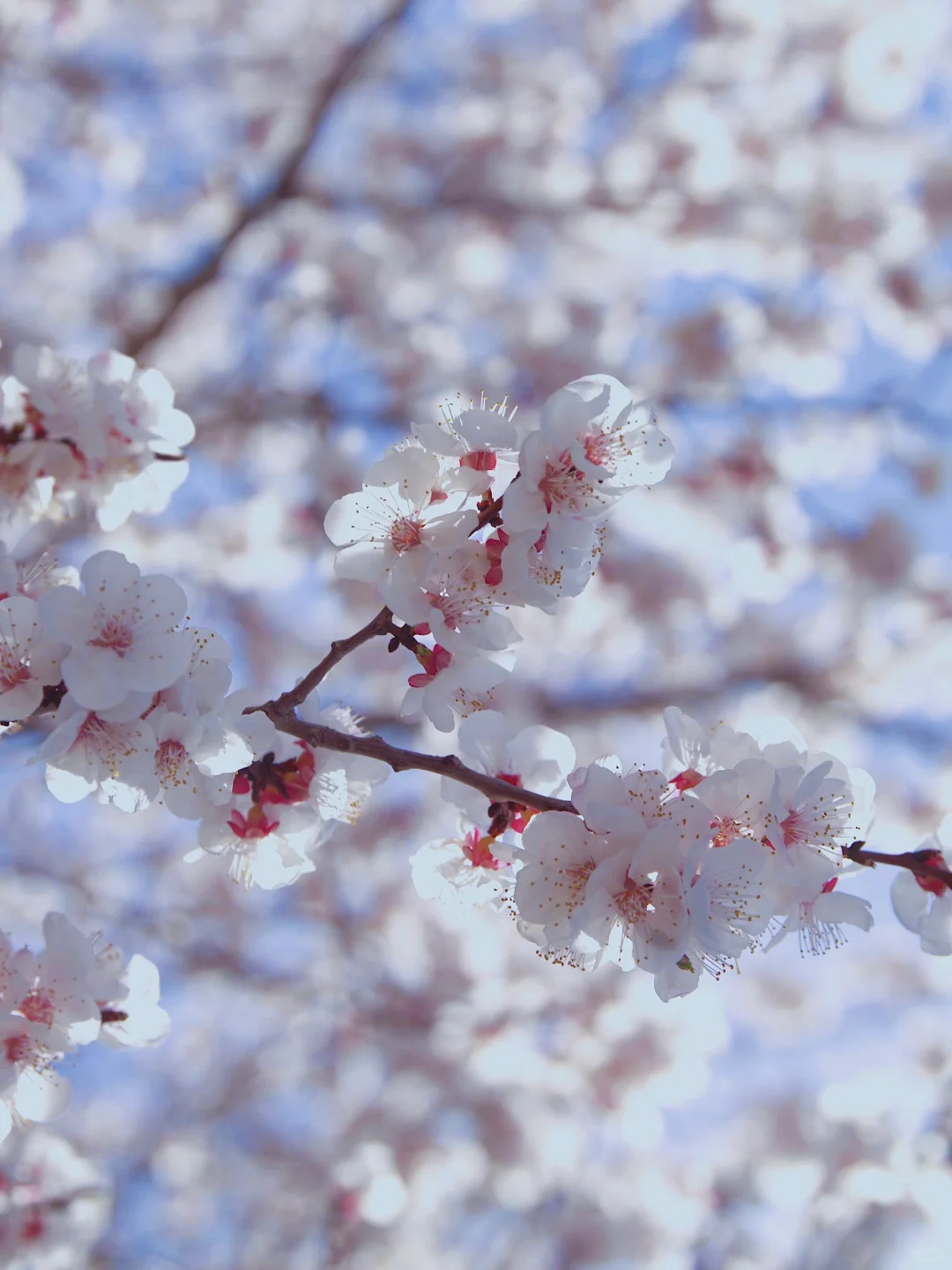 😍别拦我,我要去吐鲁番赏花!