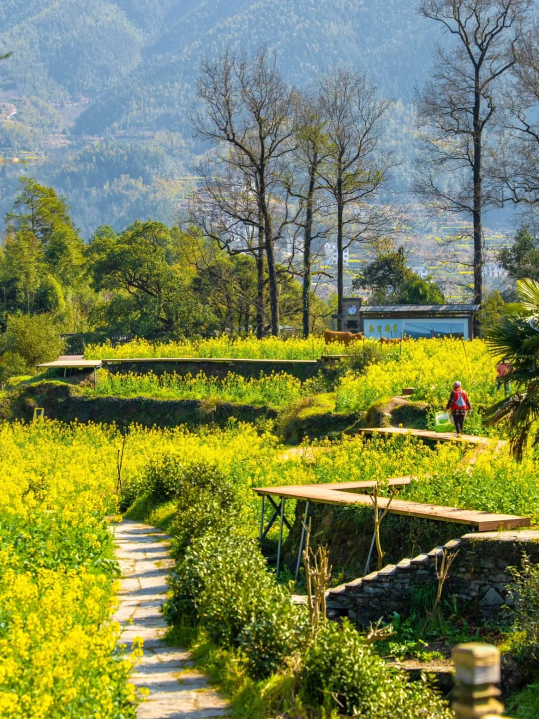 我在婺源上春山!最美古村的春天真的好绝!