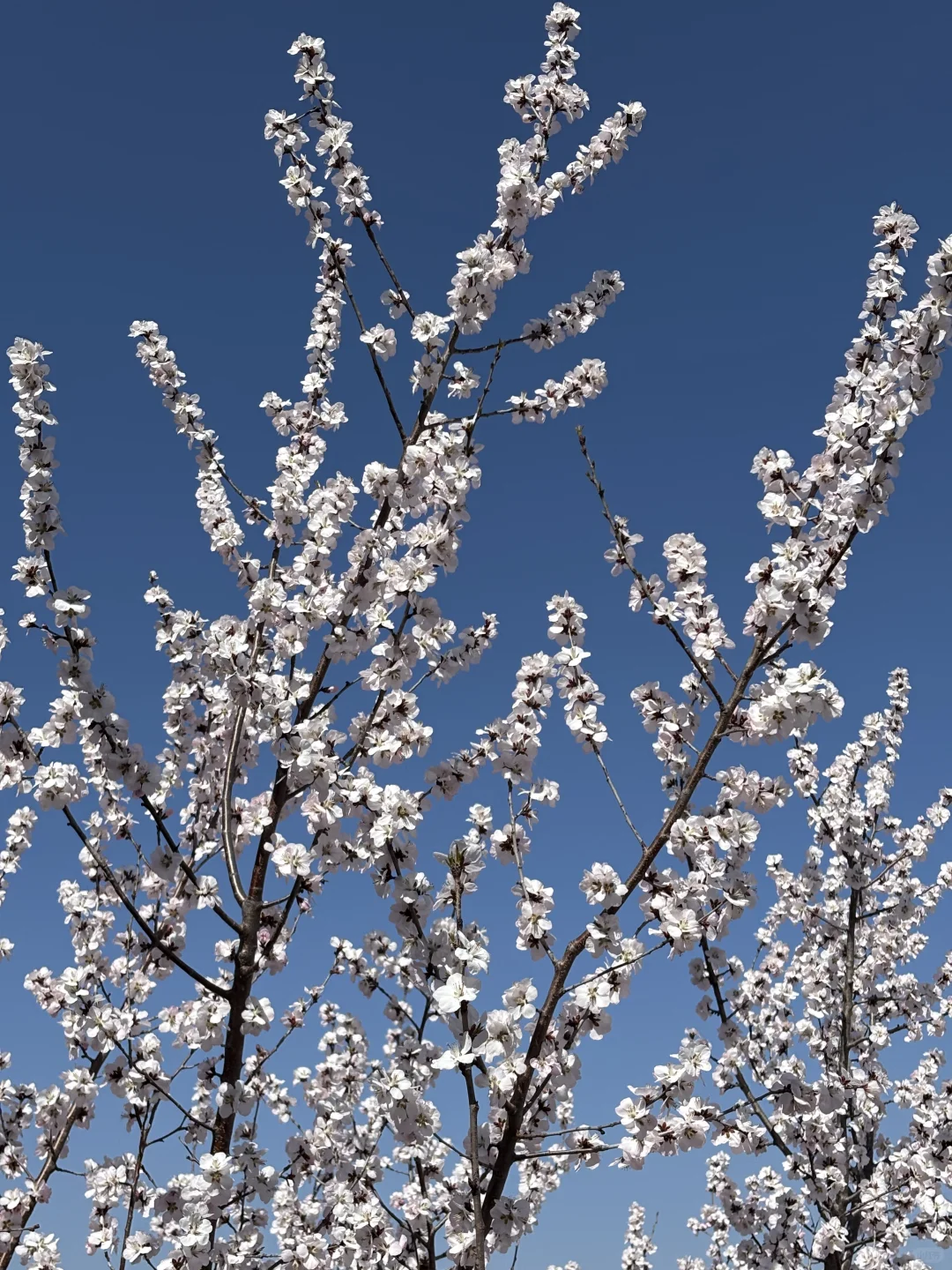 🌸桃花奇石,北京凤凰岭桃花开啦!