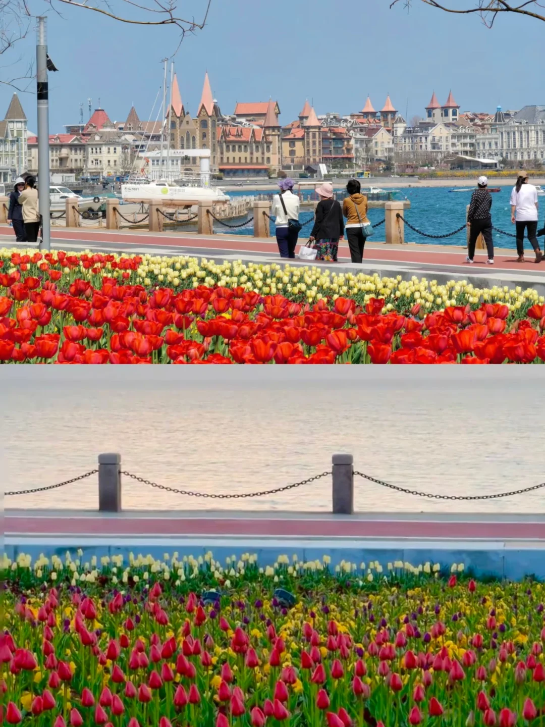 烟台 | 春日赏花🌺开始期待跟花撞个满怀