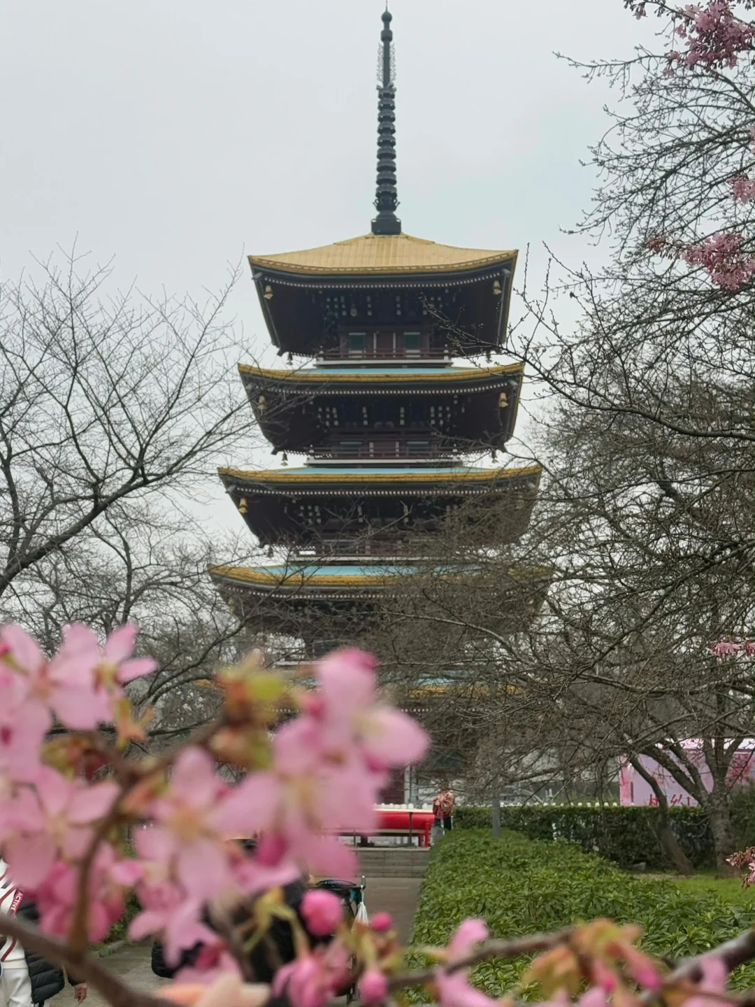 人生建议:一定要在3月樱花季🌸去一次武汉。。