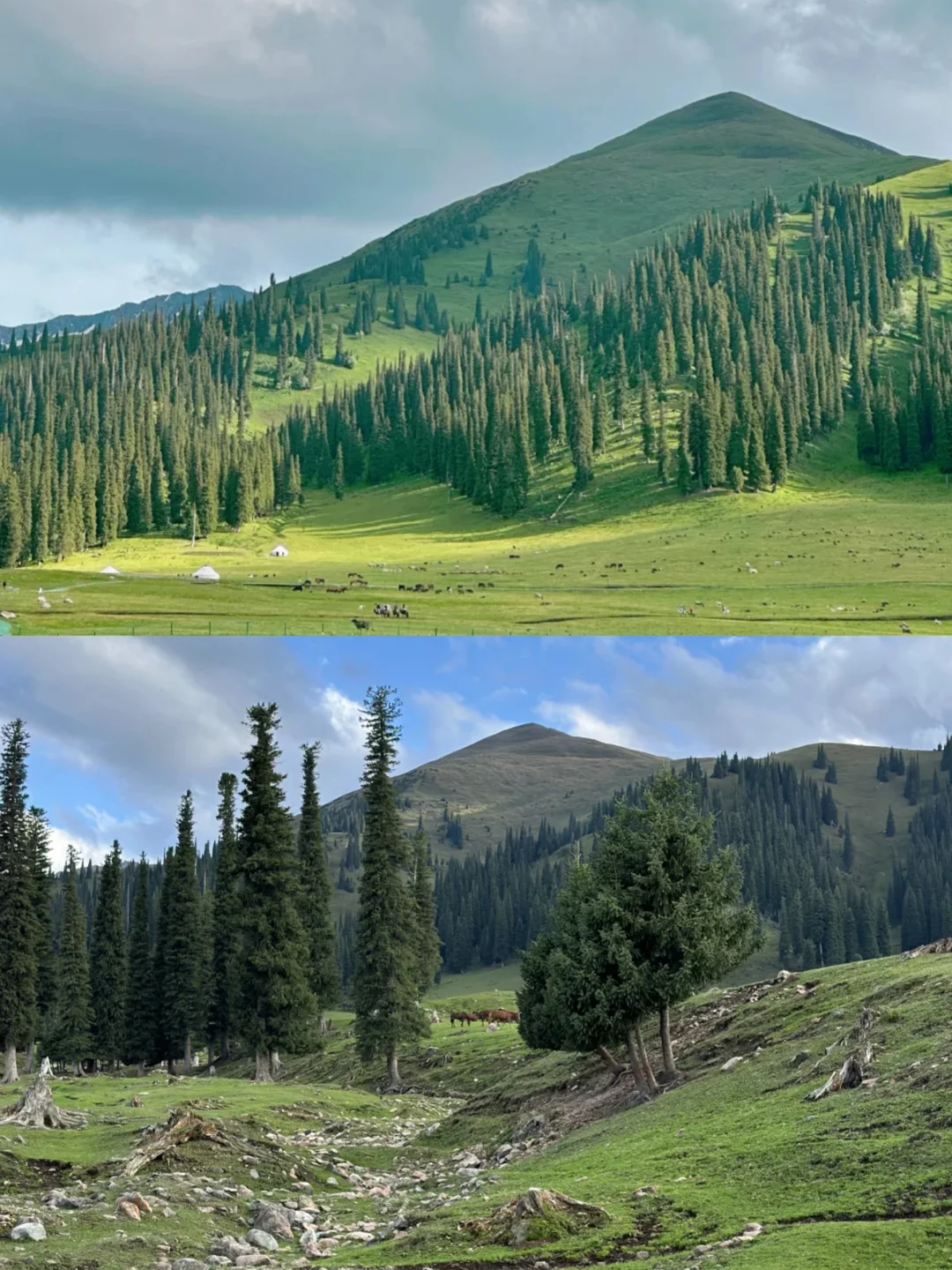 青春没有售价，大学生勇闯🏃新疆！