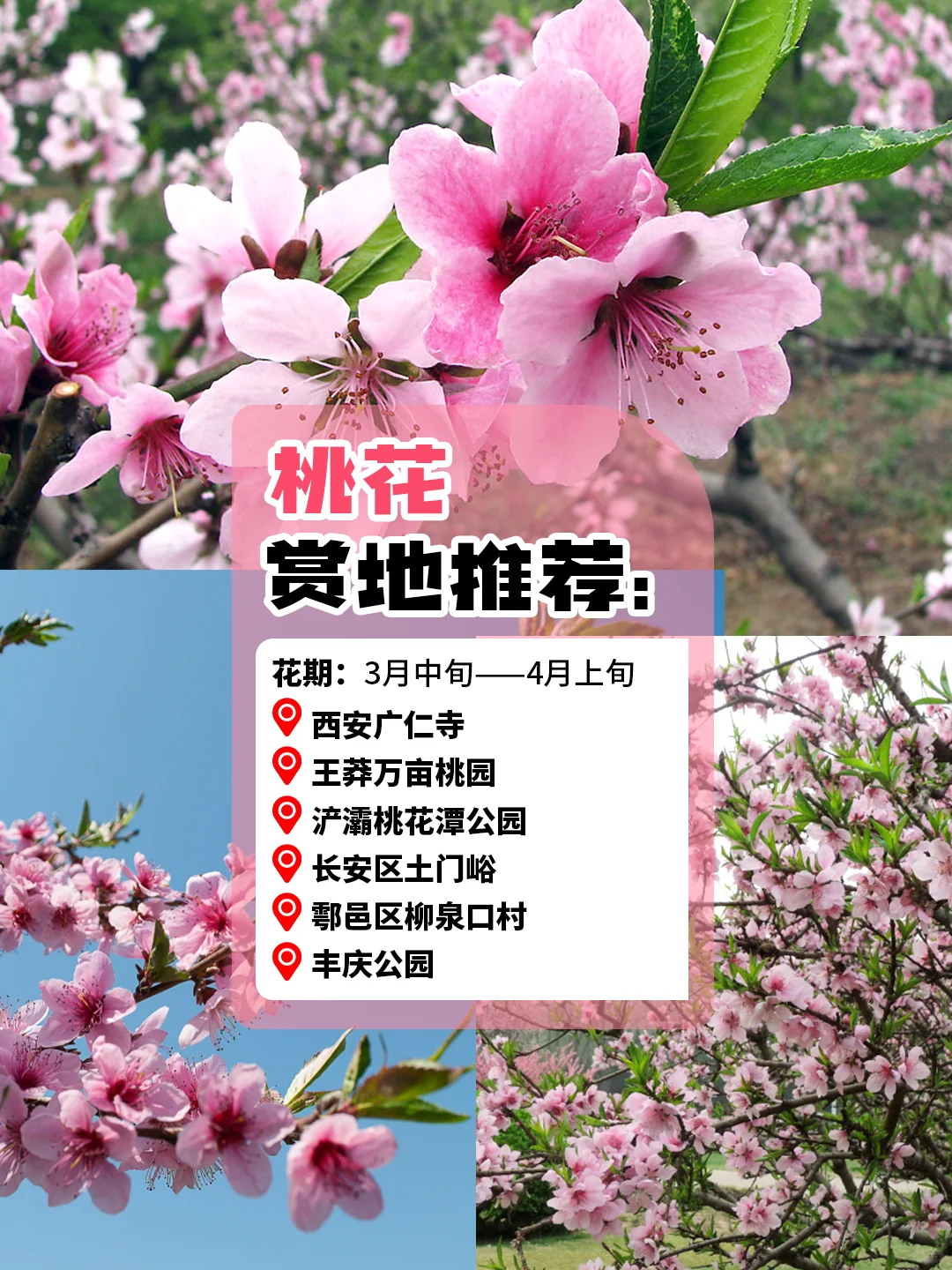 西安旅游赏花攻略🪸3～5 月份赏花圣地