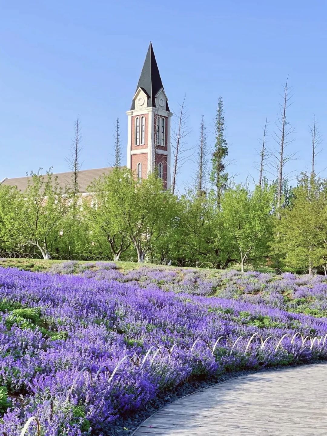 烟台 | 春日赏花🌺开始期待跟花撞个满怀