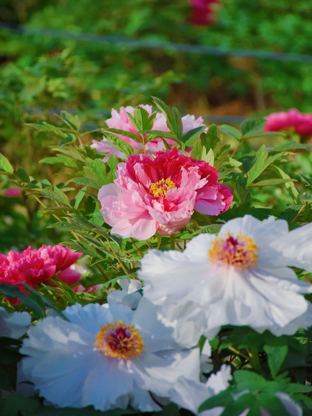 以为西安已经够美了，直到我去了洛阳……