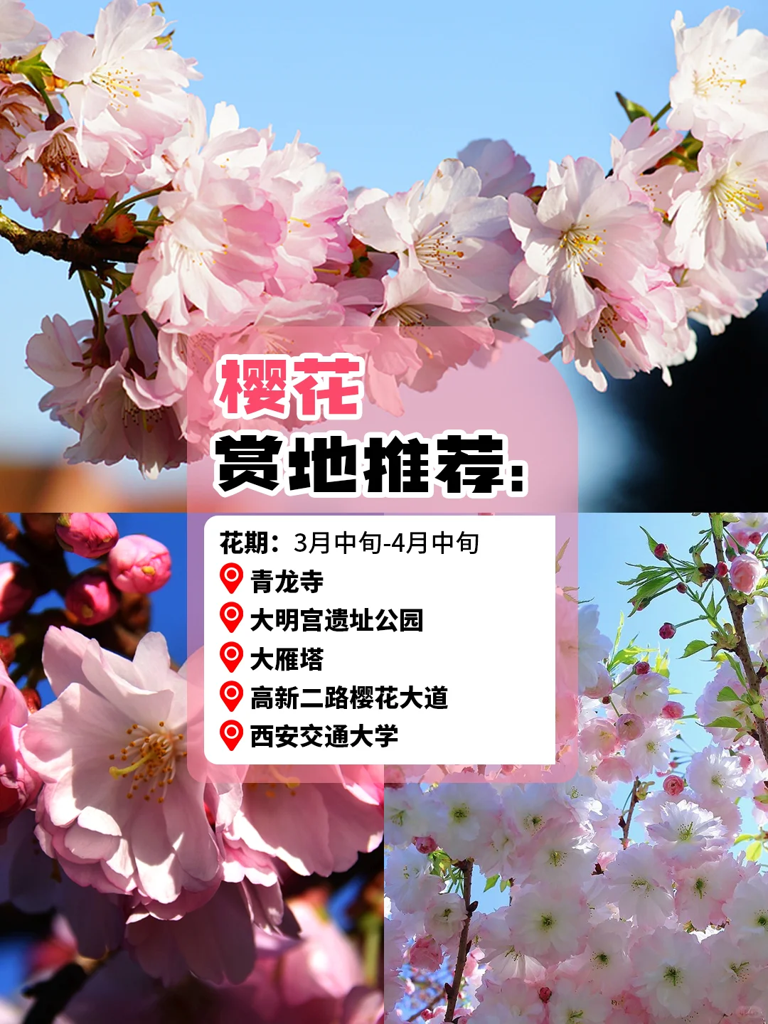 西安旅游赏花攻略🪸3～5 月份赏花圣地