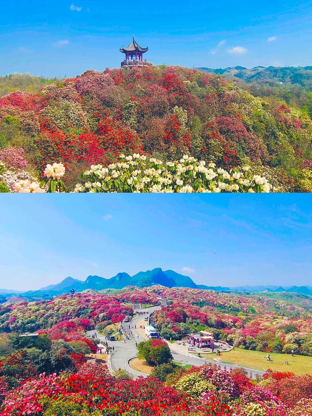 😍已经开始狠狠期待贵州的💐百里杜鹃了