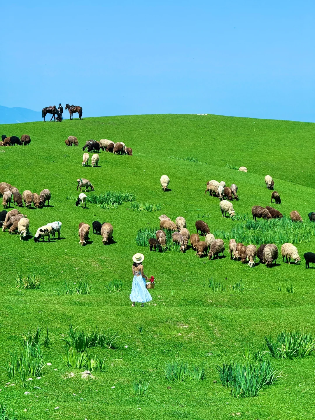 在新疆拍到了我的人生live图～🌳