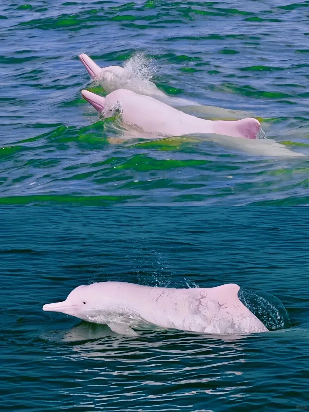 比北海冷门，比厦门淳朴，去20℃的看海小城