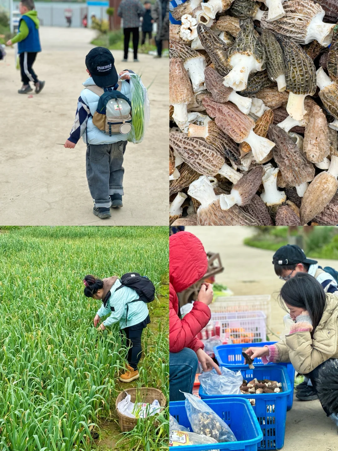 成都1h｜绝美山脊徒步路！赏花🌸看火车🚞坐船