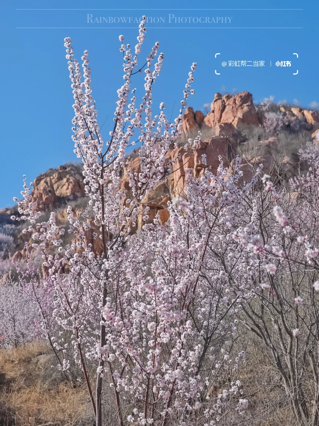 春分上春山🌸后花园白虎涧花海天梯开爆了！