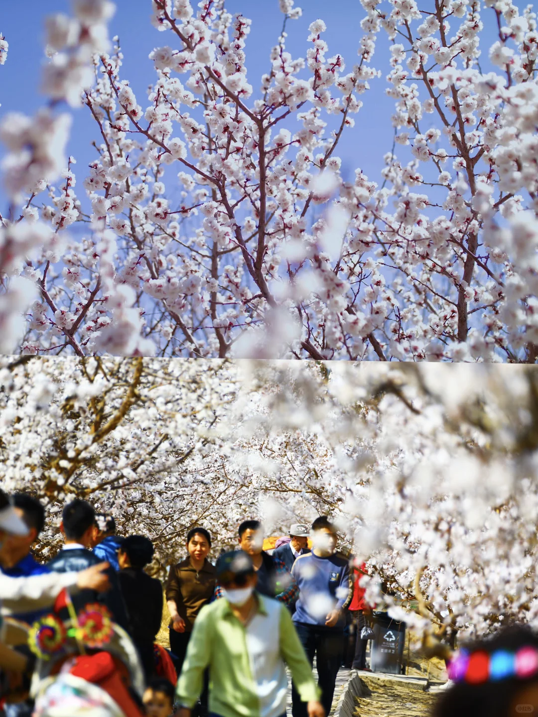 😍别拦我,我要去吐鲁番赏花!