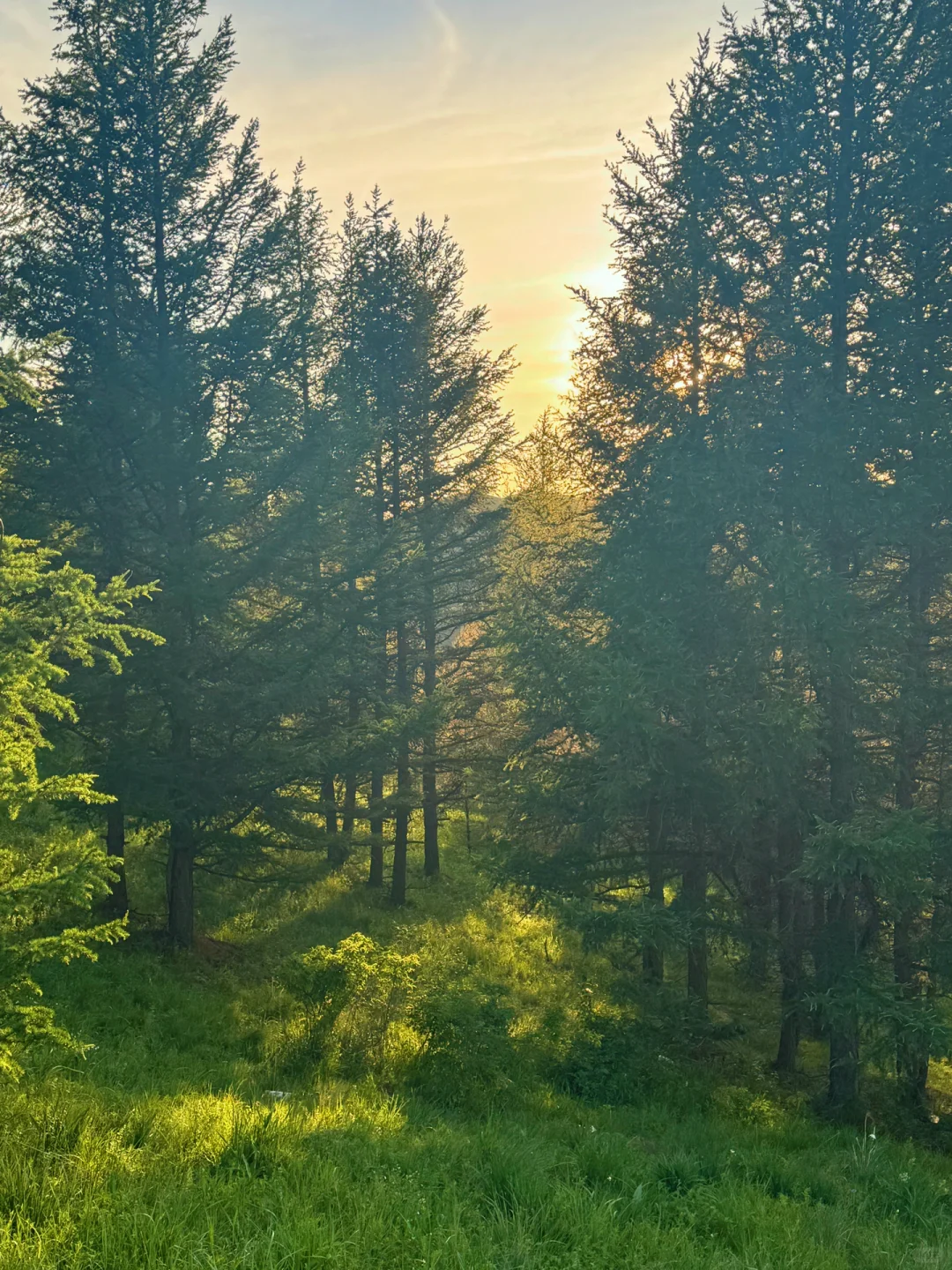 这个夏天总要来趟内蒙古小瑞士🌲(附live图)