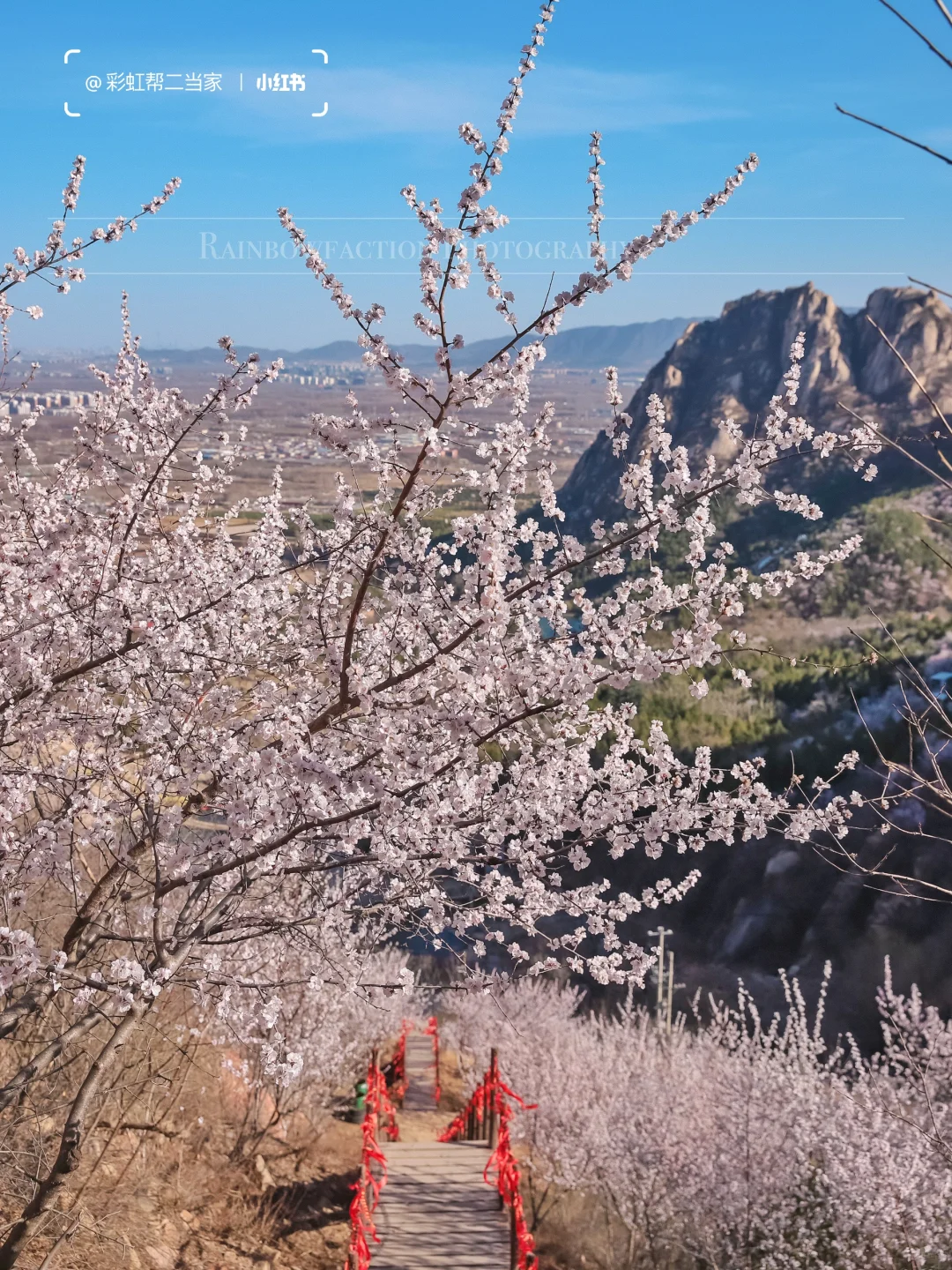 春分上春山🌸后花园白虎涧花海天梯开爆了！