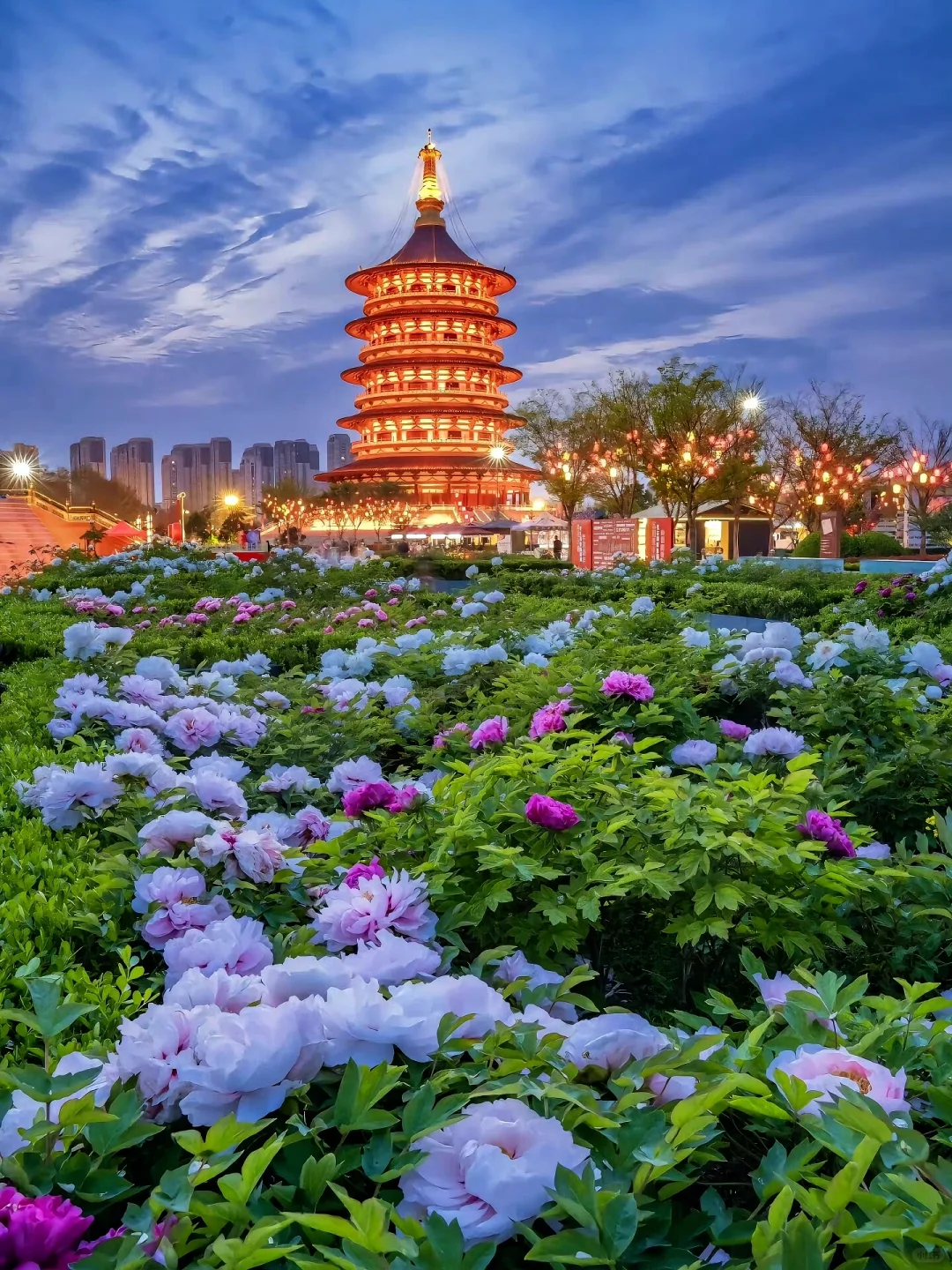 洛阳中国国花园，牡丹迷的必打卡地