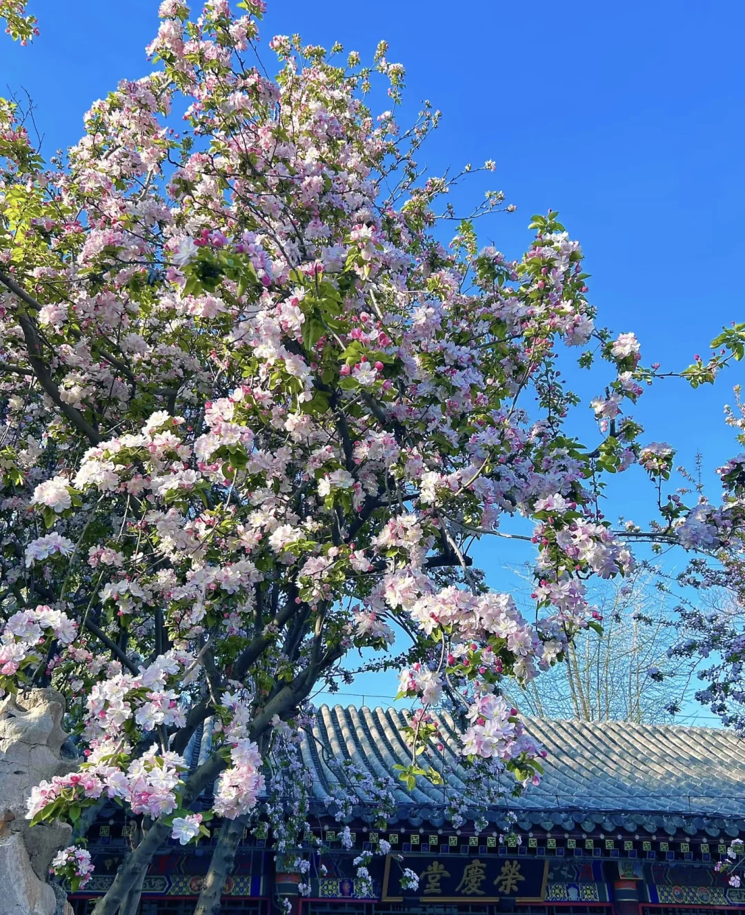 荣国府的海棠花只有去过了才知道有多美