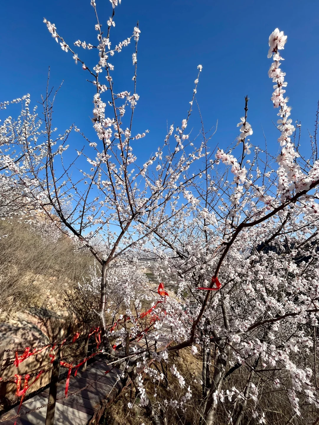 春分上春山🌸后花园白虎涧花海天梯开爆了！