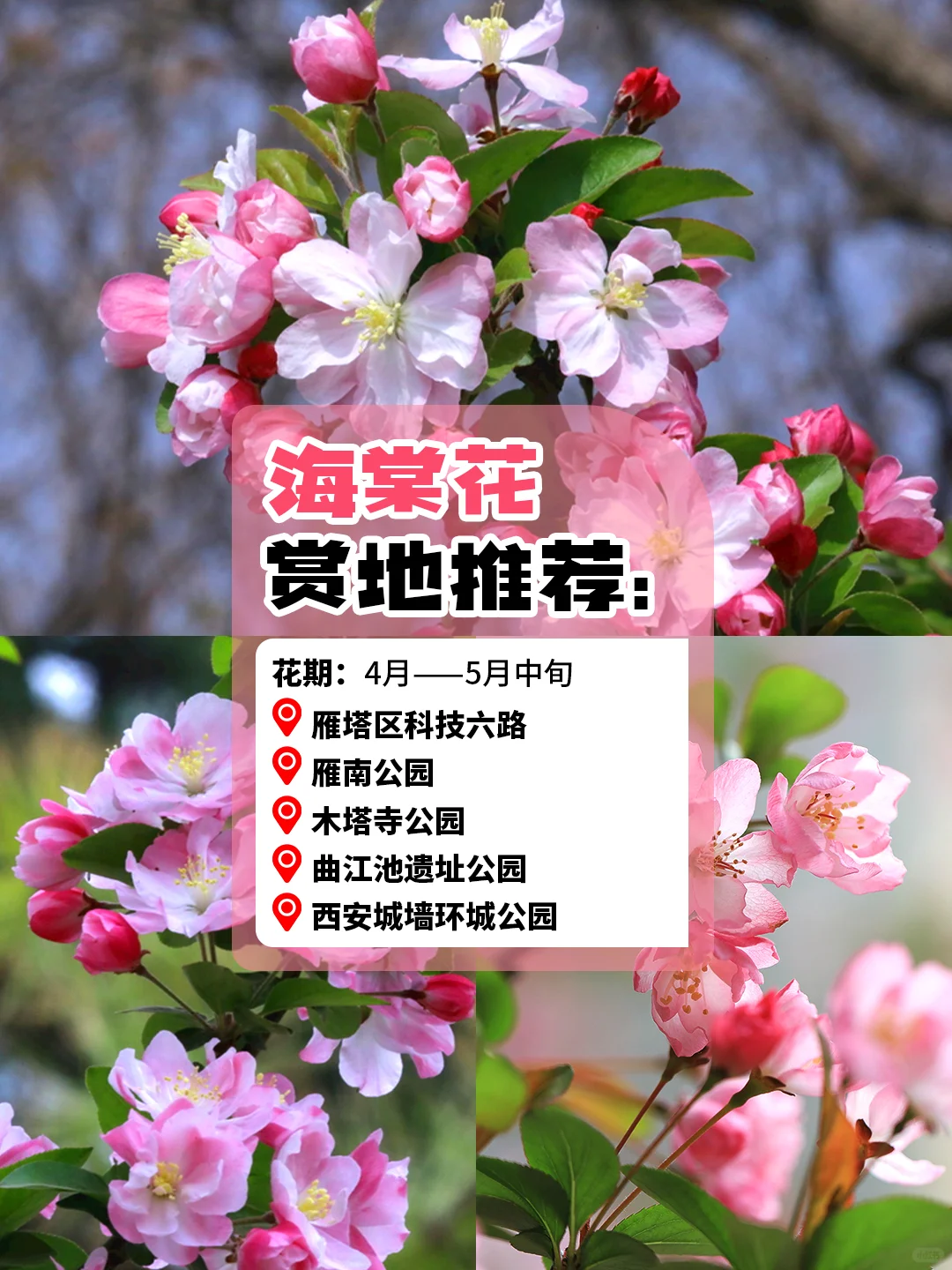 西安旅游赏花攻略🪸3～5 月份赏花圣地