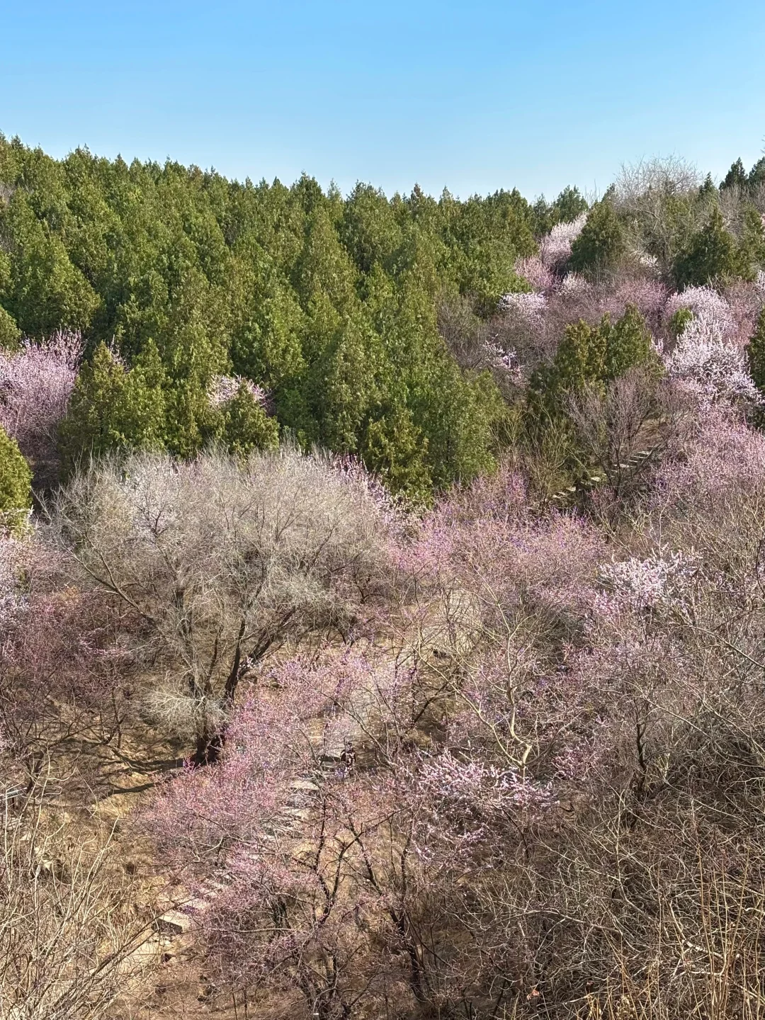 3.18 园博园桃花谷（附机位和地图）