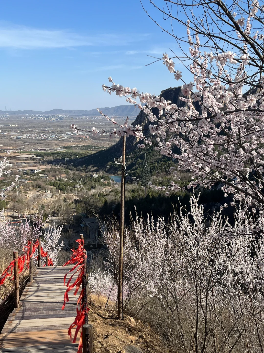 春分上春山🌸后花园白虎涧花海天梯开爆了！