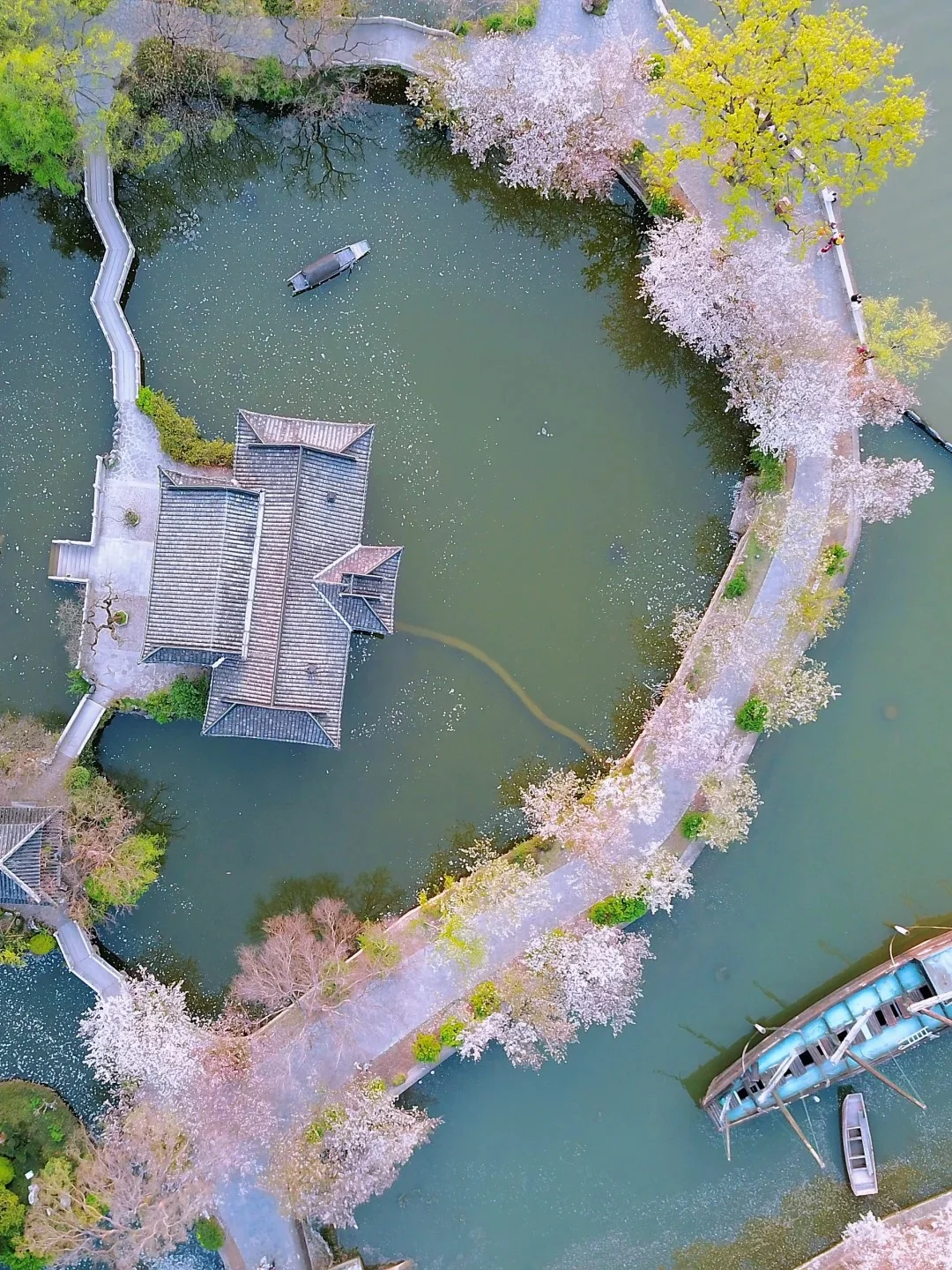 3月29日鼋头渚樱花已上线，感受春日美好