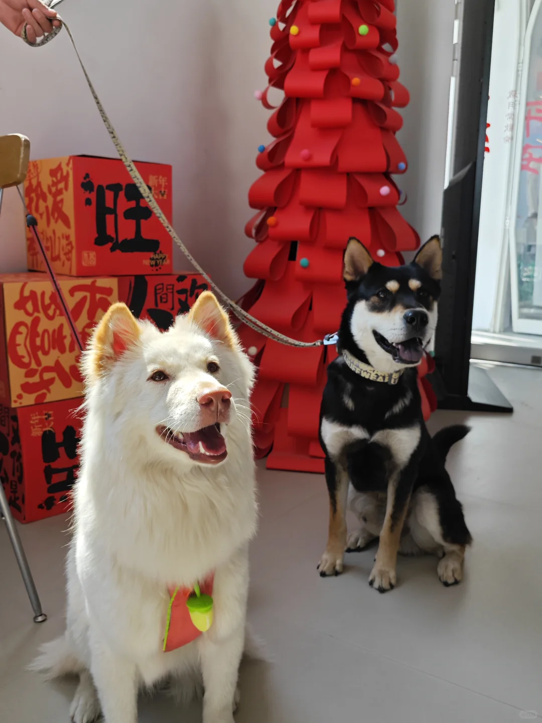 说走就走的日照之行