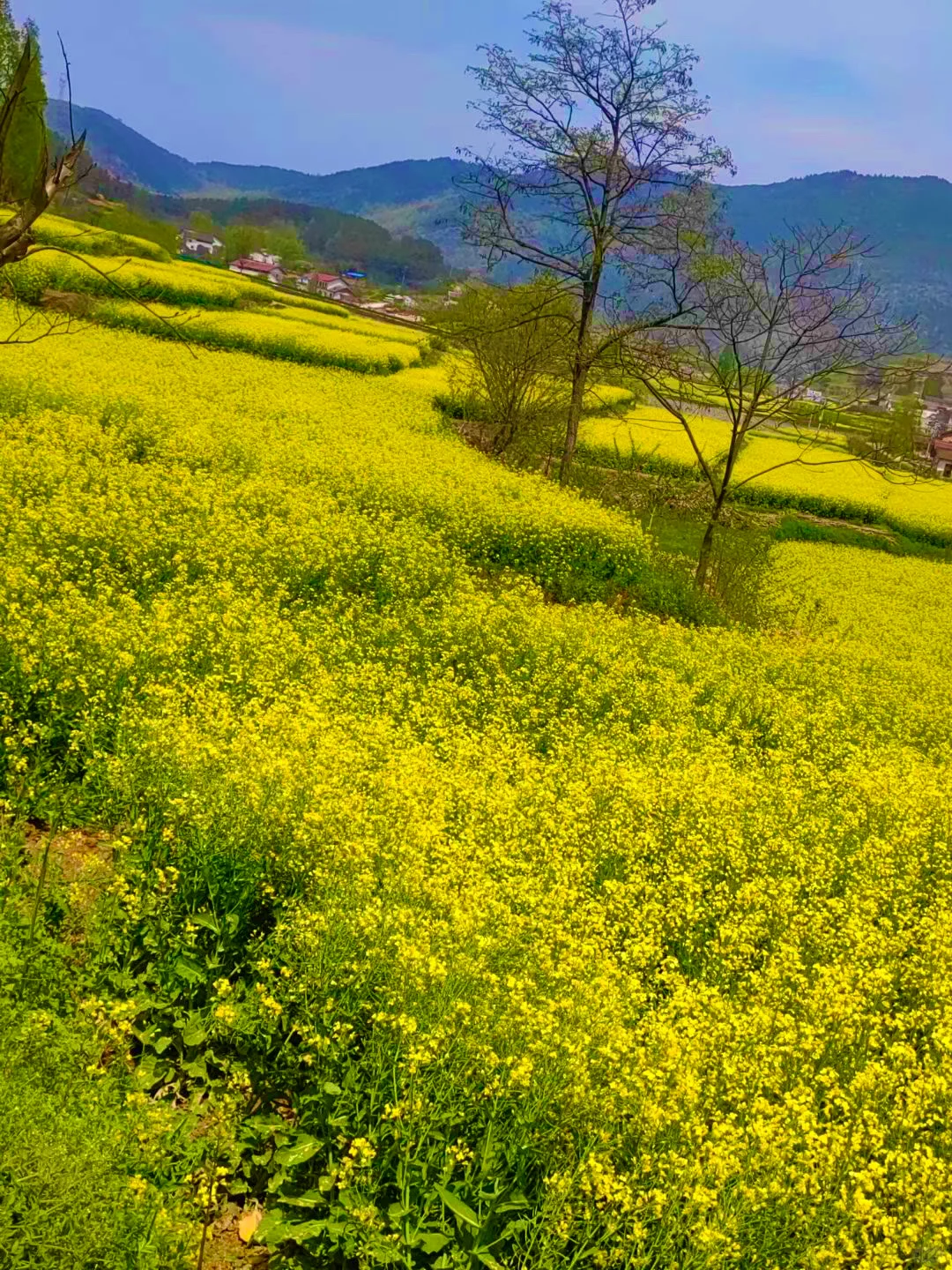 西安🚄一小时，洋县油菜花小众路线及美食