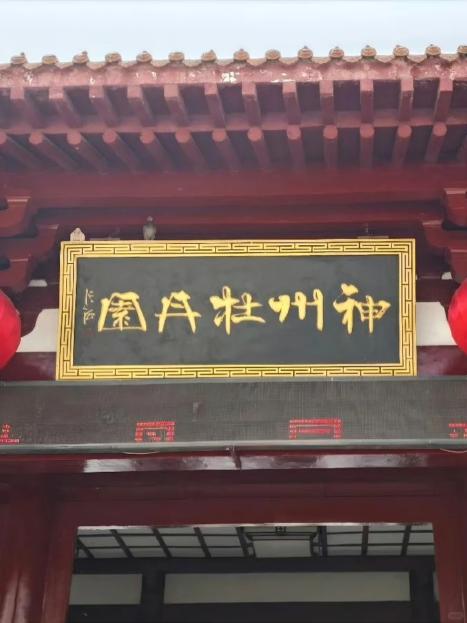 洛阳中国国花园，牡丹迷的必打卡地