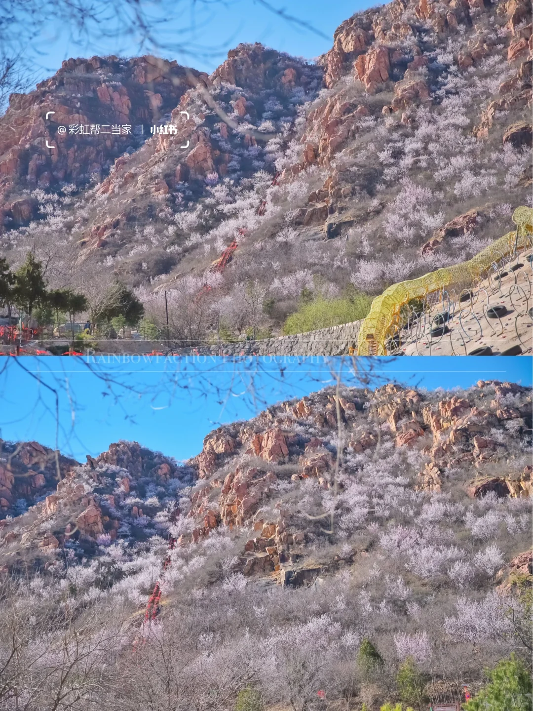 春分上春山🌸后花园白虎涧花海天梯开爆了！