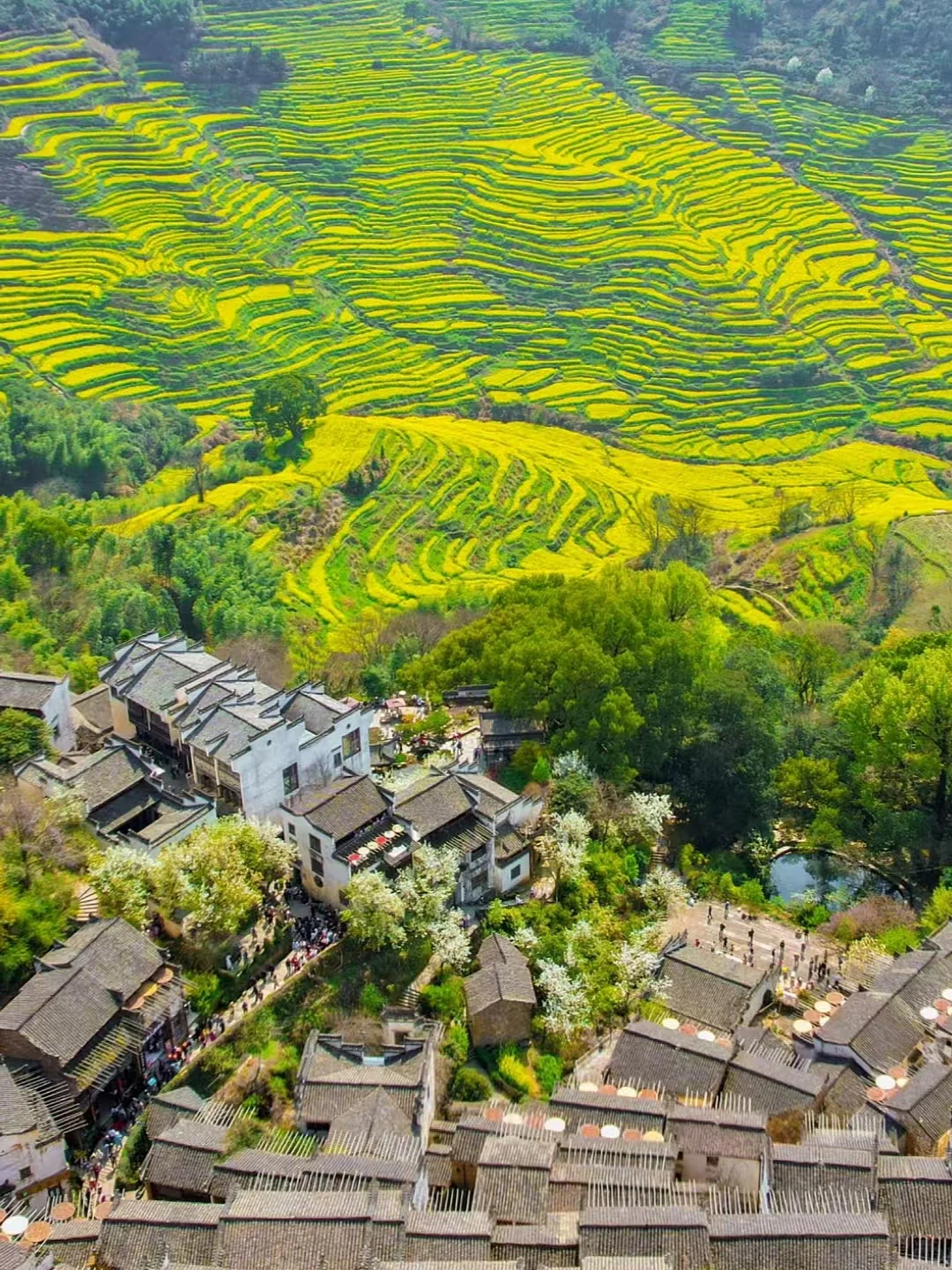 我在婺源上春山!最美古村的春天真的好绝!