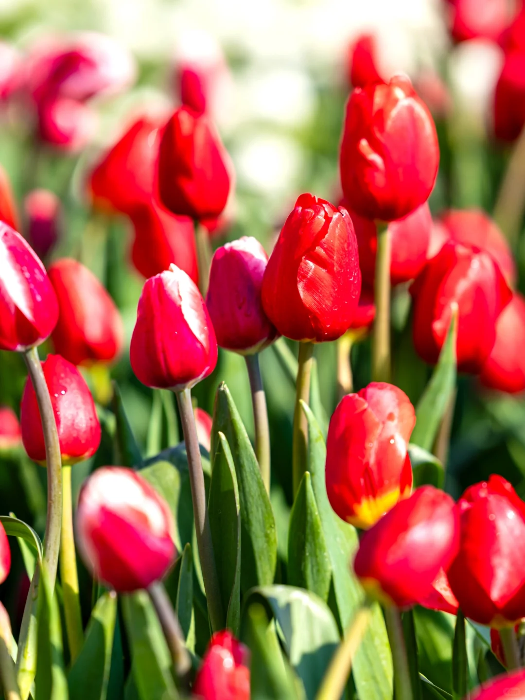 我在山东上春山⛰️发现淄博秘密花园