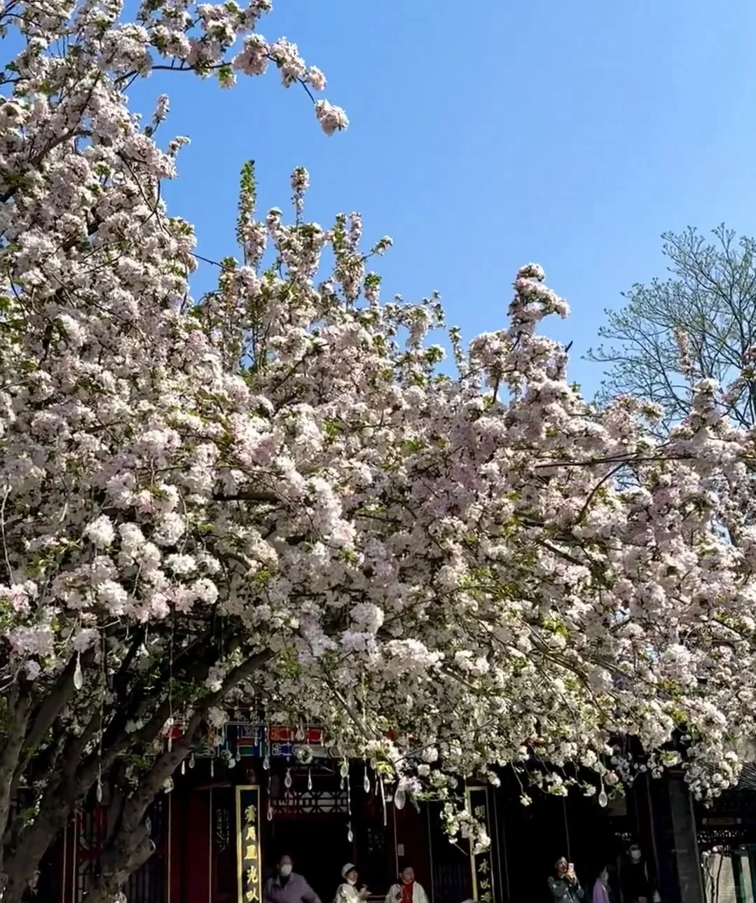 荣国府的海棠花只有去过了才知道有多美