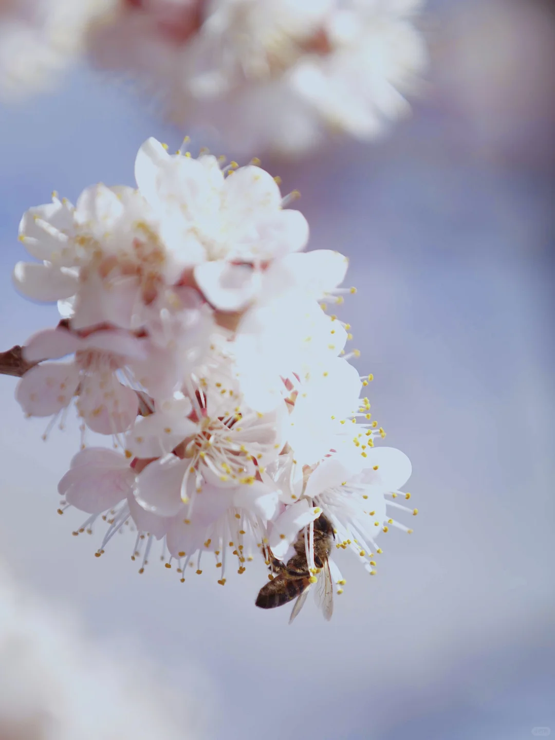 😍别拦我,我要去吐鲁番赏花!