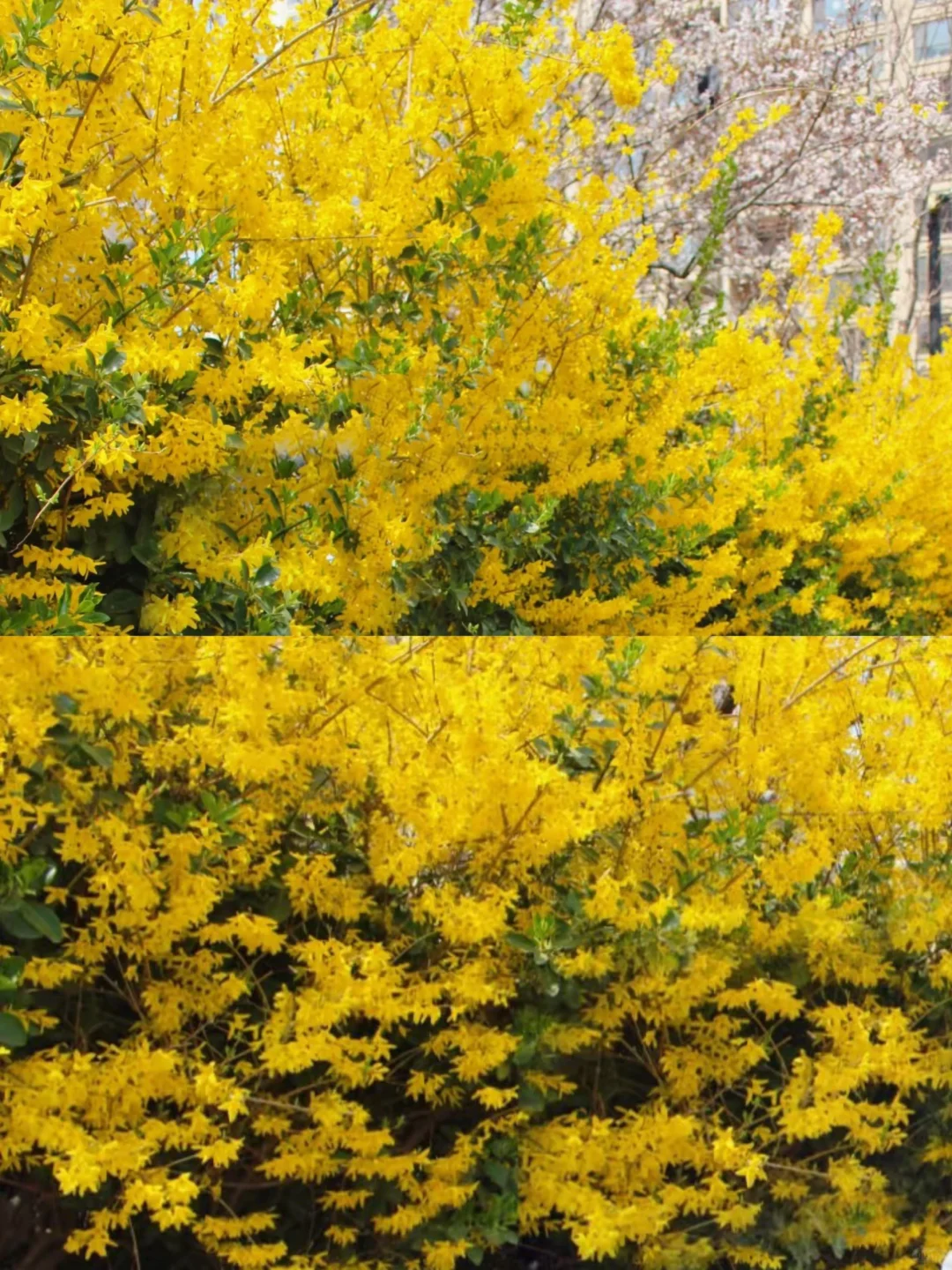 烟台 | 春日赏花🌺开始期待跟花撞个满怀