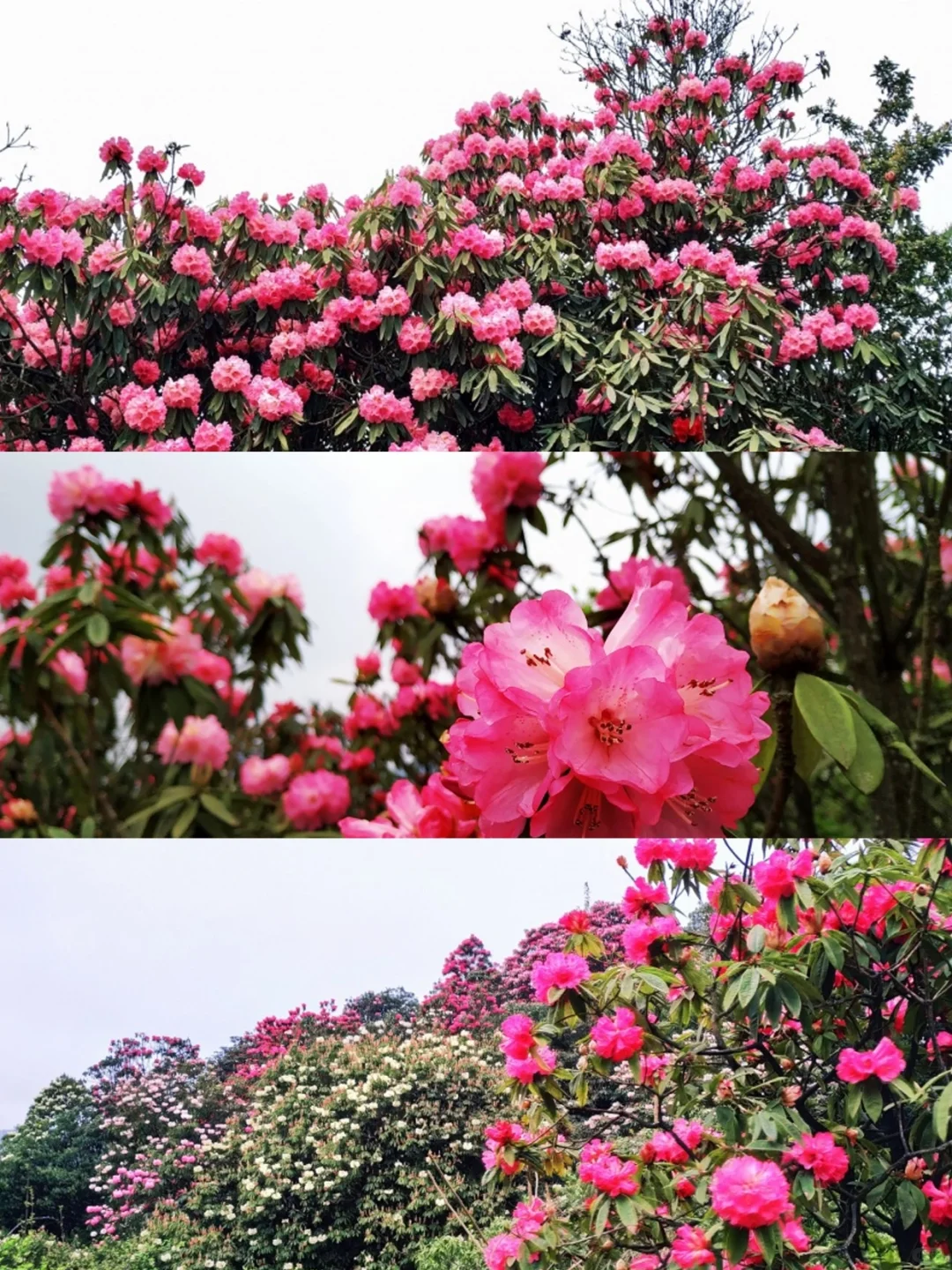 😍已经开始狠狠期待贵州的💐百里杜鹃了