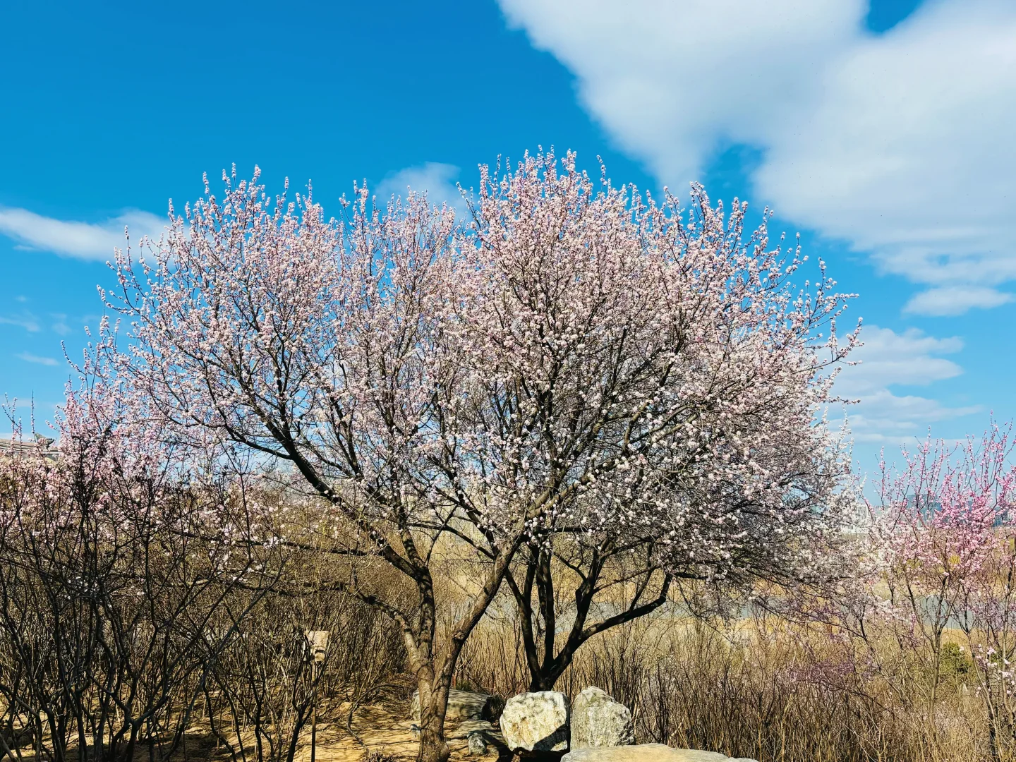 3.18 园博园桃花谷（附机位和地图）