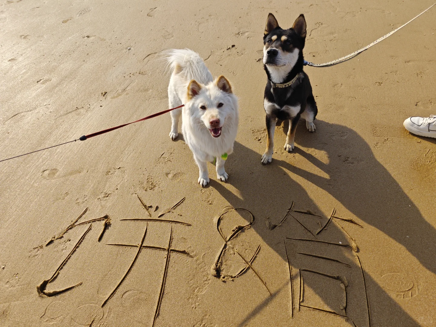 说走就走的日照之行