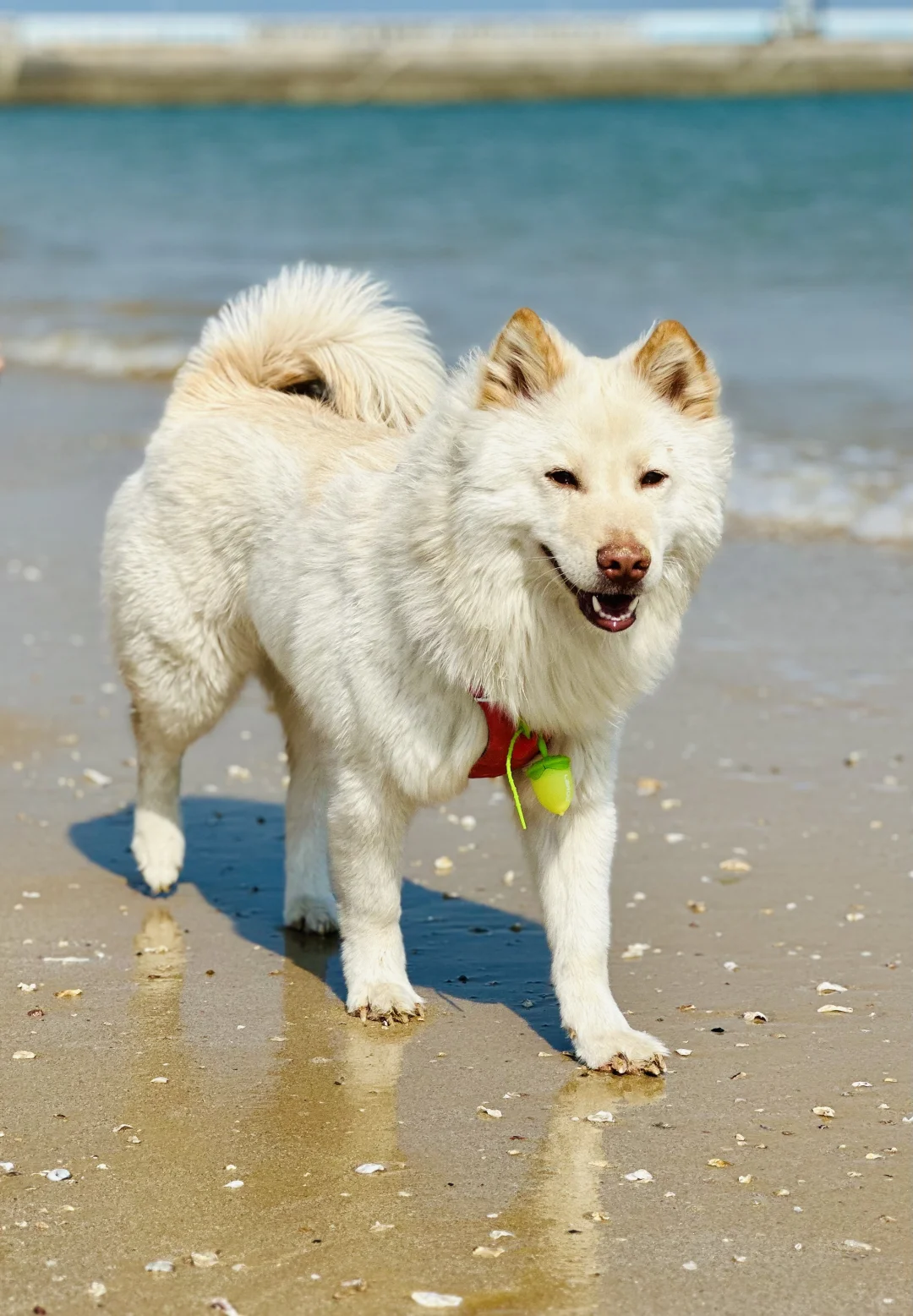 说走就走的日照之行