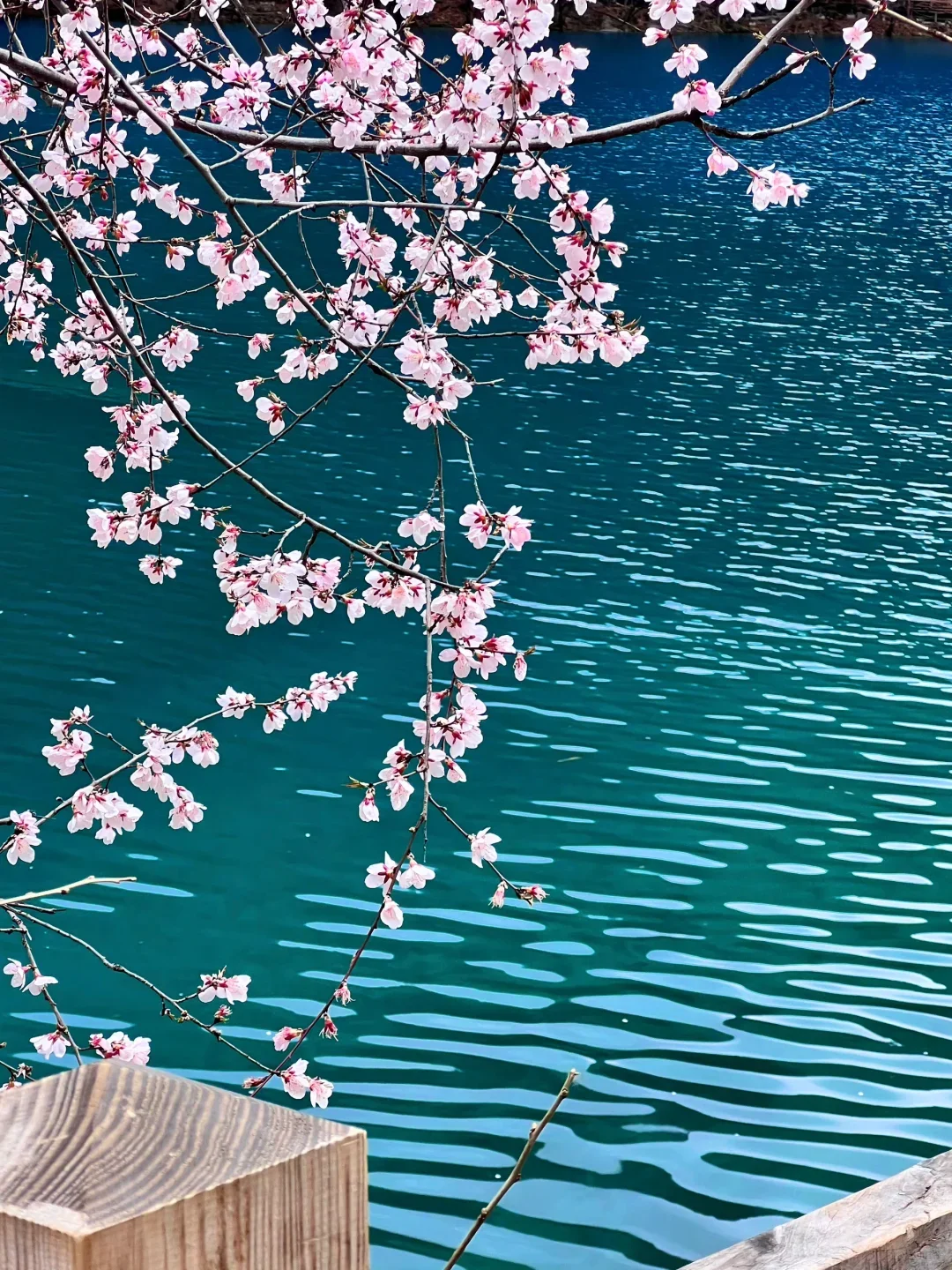 📍九寨沟｜5A景区天花板 3月接下来超美❗