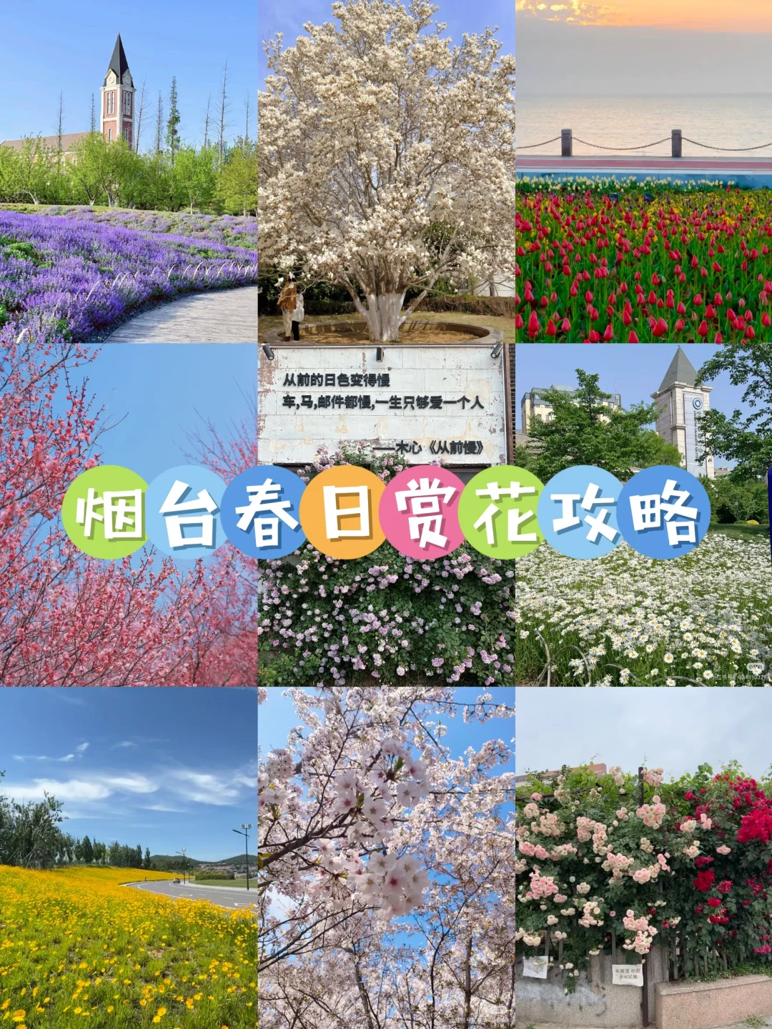 烟台 | 春日赏花🌺开始期待跟花撞个满怀