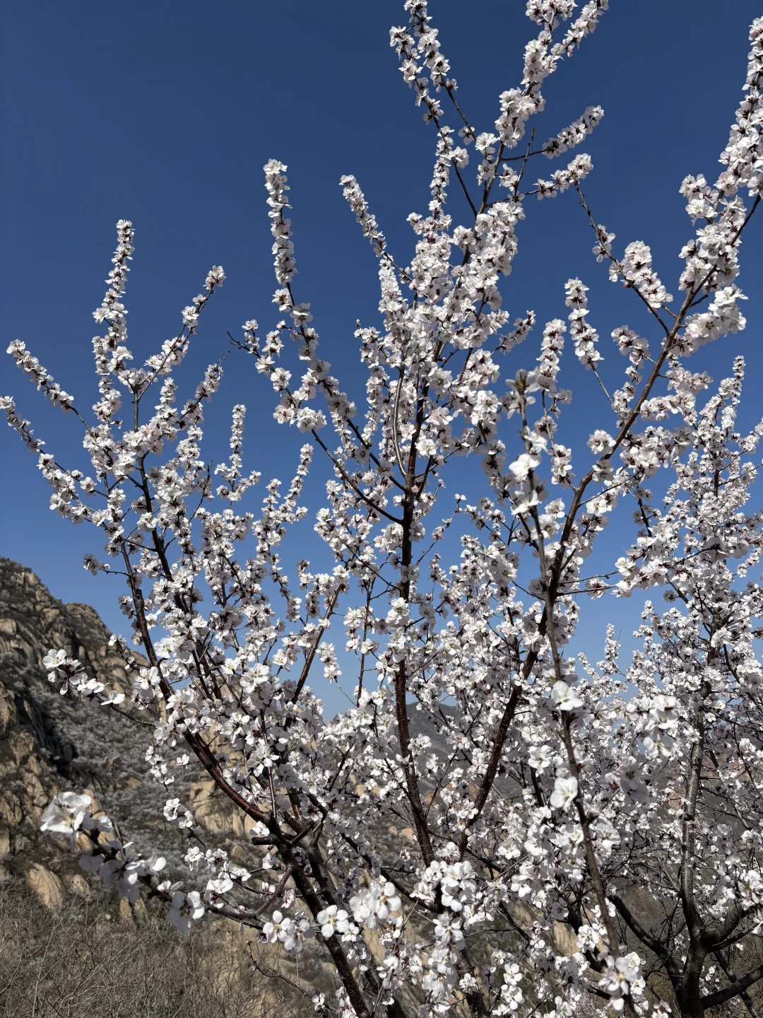 🌸桃花奇石,北京凤凰岭桃花开啦!