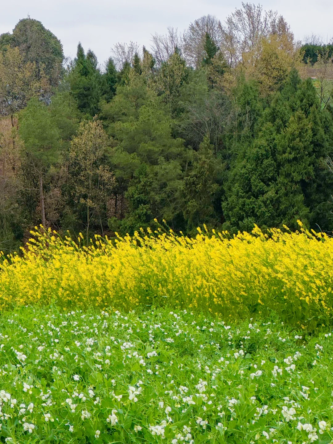 成都1h｜绝美山脊徒步路！赏花🌸看火车🚞坐船