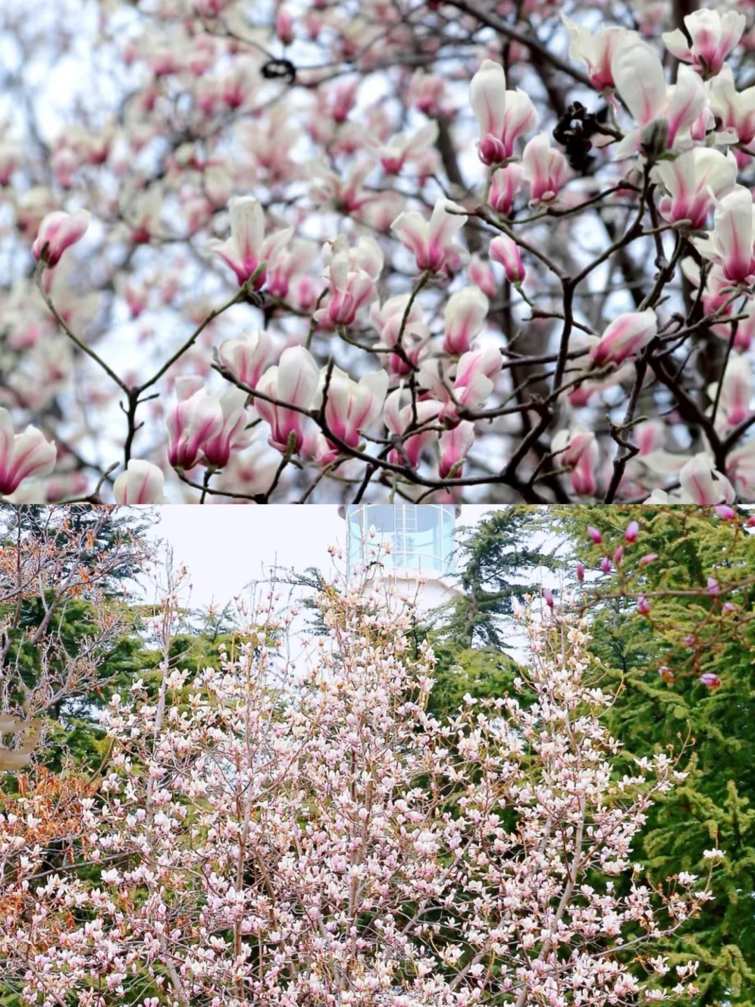 烟台 | 春日赏花🌺开始期待跟花撞个满怀