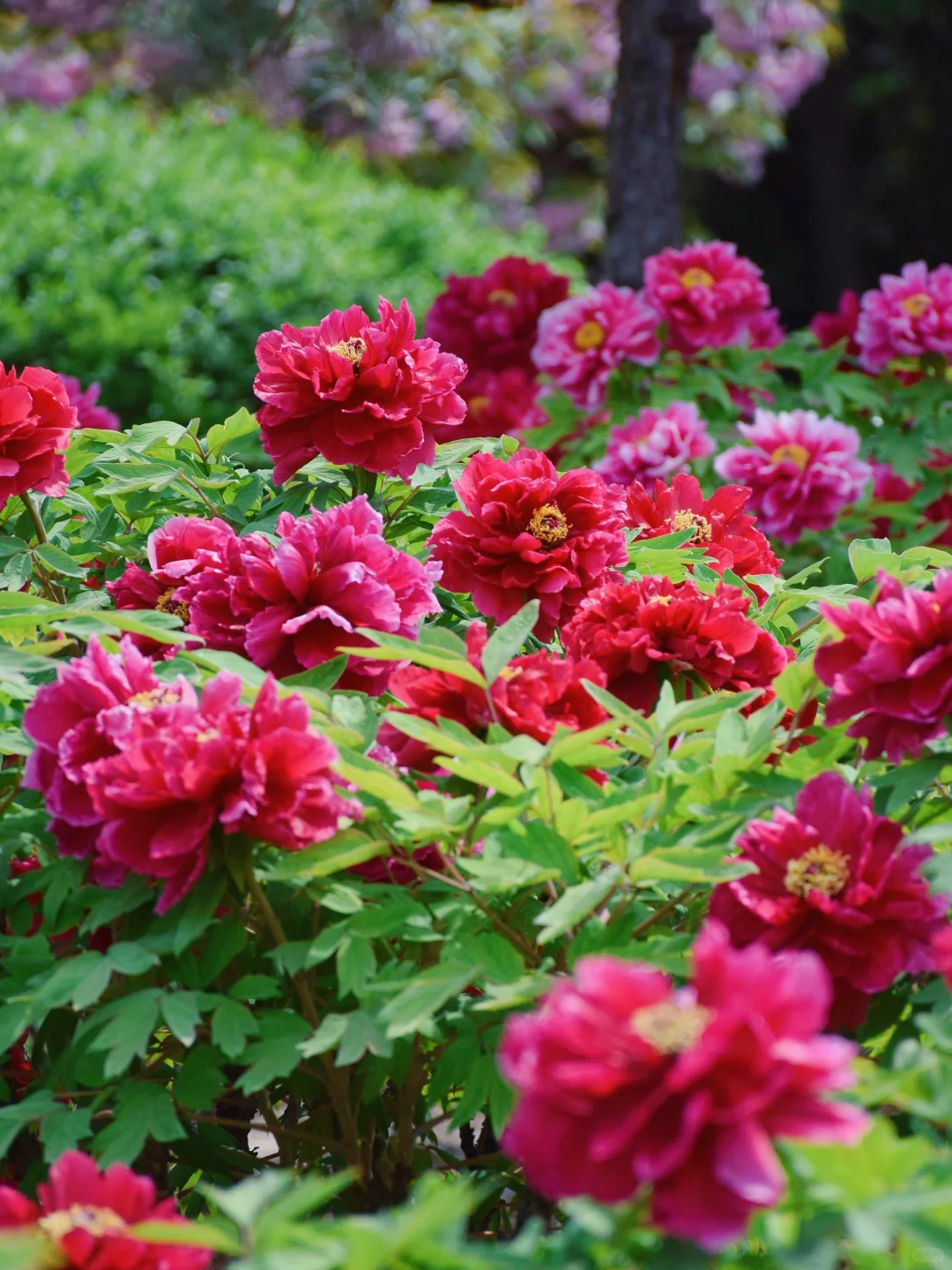 以为西安已经够美了，直到我去了洛阳……