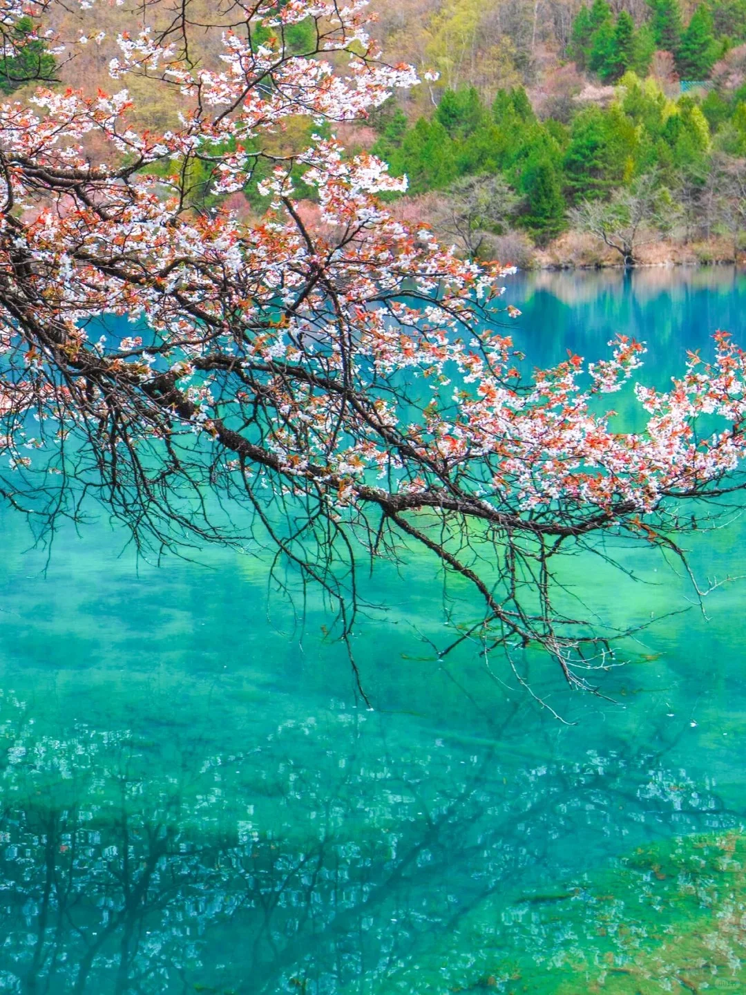 📍九寨沟｜5A景区天花板 3月接下来超美❗