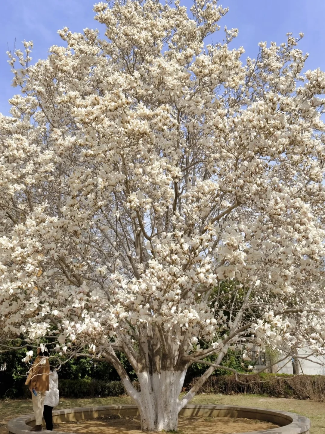 烟台 | 春日赏花🌺开始期待跟花撞个满怀