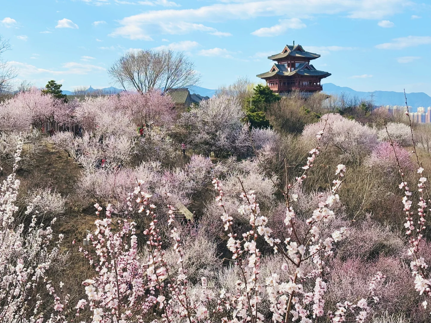 3.18 园博园桃花谷（附机位和地图）